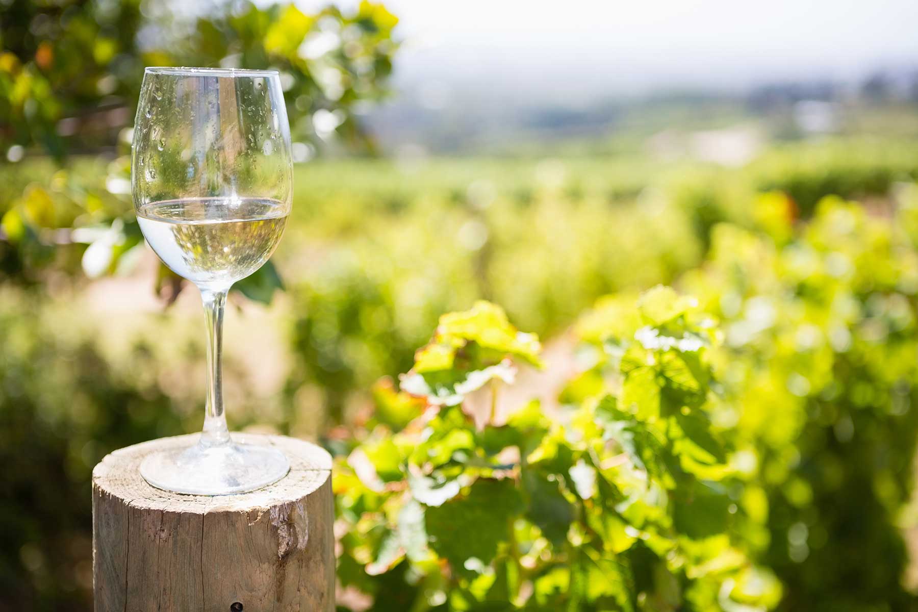 White Wine Glass With Vineyard